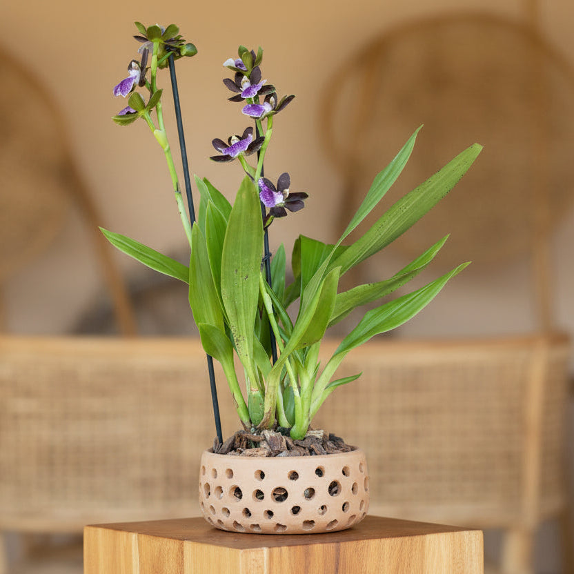 Artisan Orchid Bowl Planter 10 pcs/unit. Unit Price: $94.50