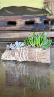 Mesa Plateau Planter 10 pcs/unit. Unit Price $122.50