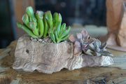 Mesa Plateau Planter 10 pcs/unit. Unit Price $122.50