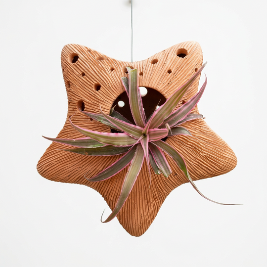 Terra Fina - Star: 10 pcs./unit. Unit Price: $143.00