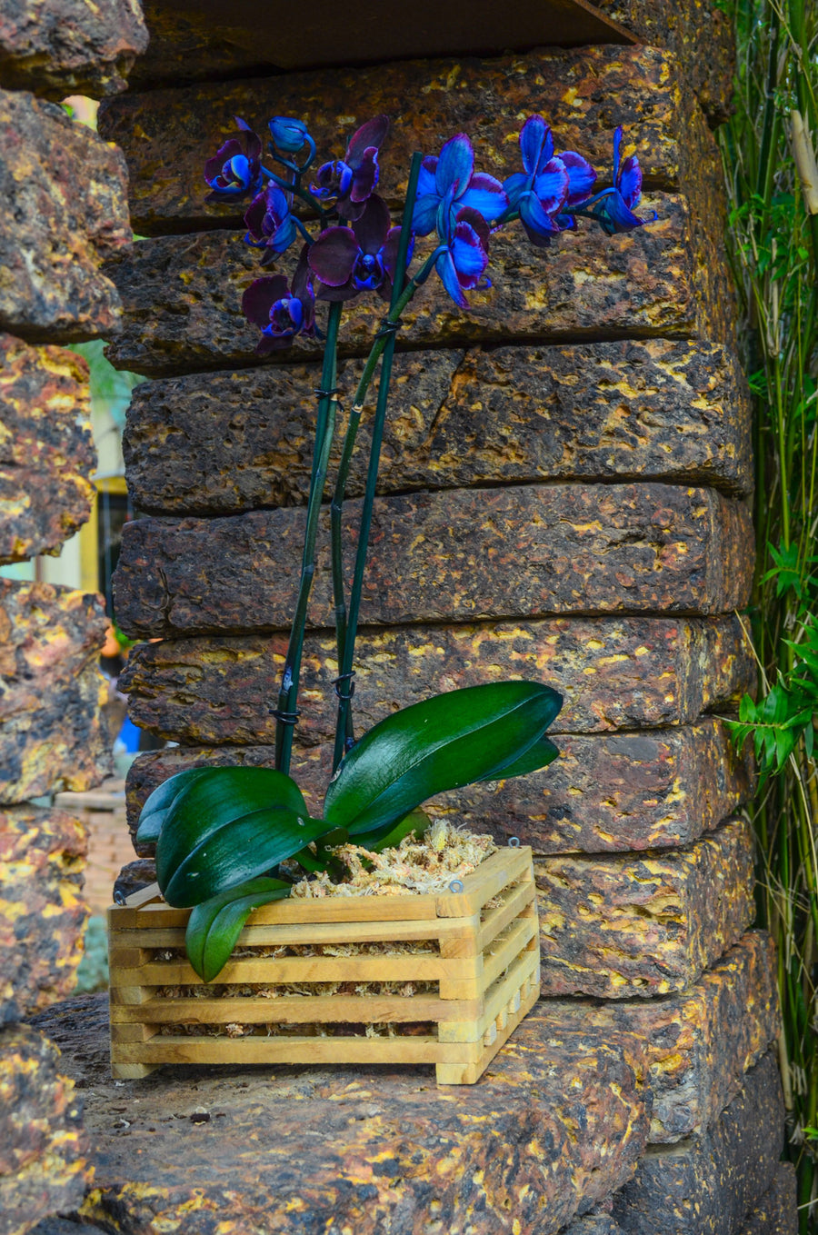 10" Square Teakwood Vanda Baskets: 10 pcs/unit. $6.25 per piece /Unit Price: $62.50