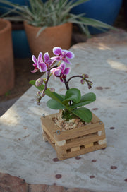 4" Square Teakwood Vanda Baskets: 10 pcs/unit. Unit Price: $38.00