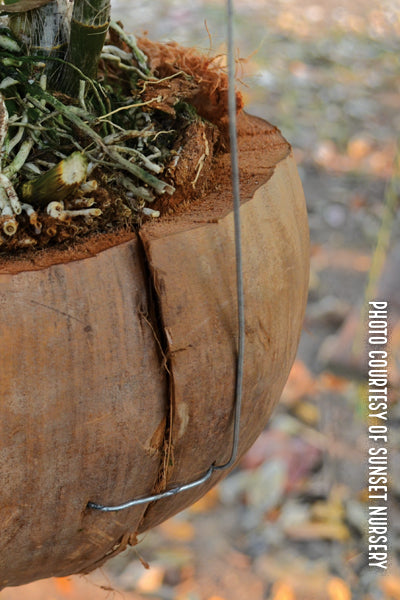 Coconut Coir Planters: 10 pcs/unit. Unit Price: $72.80