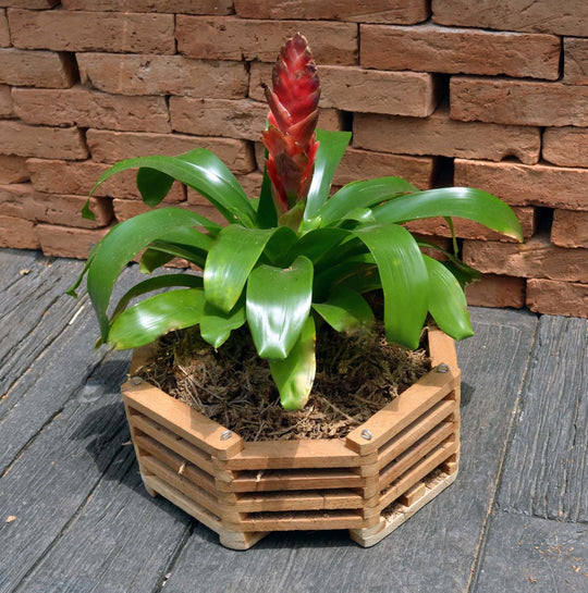 10" Octagonal Teakwood Orchid Baskets: 10 pcs/unit. $7.91 EA Unit Price: $79.10